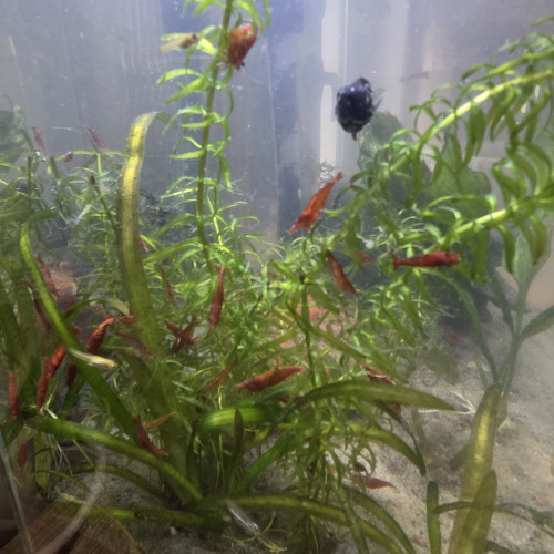 Crevettes red cherry