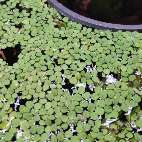 Plante flottante - Salvinia