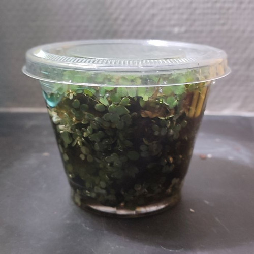 Plante flottante - Salvinia