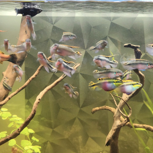 Pelmato disponibles – couple + mâles