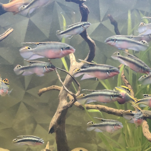 Pelmato disponibles – couple + mâles