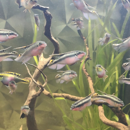 Pelmato disponibles – couple + mâles