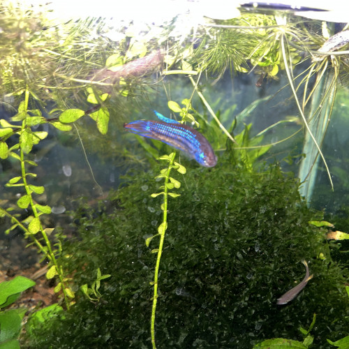 Bettas Imbellis