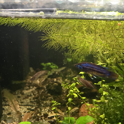 Bettas Imbellis