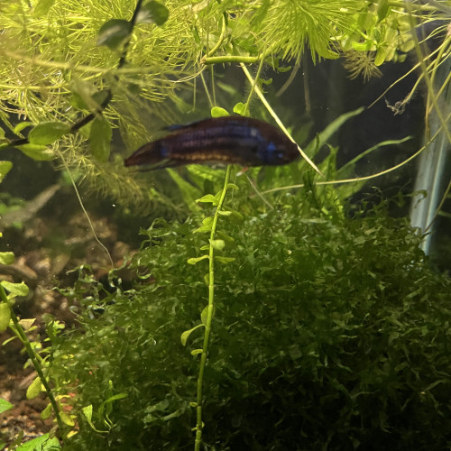 Bettas imbellis