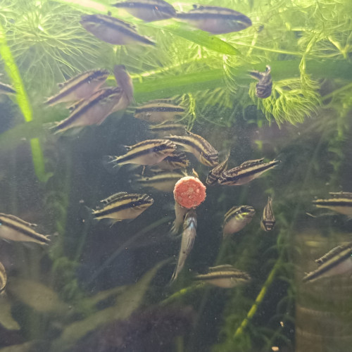 Pelvicachromis Pulcher