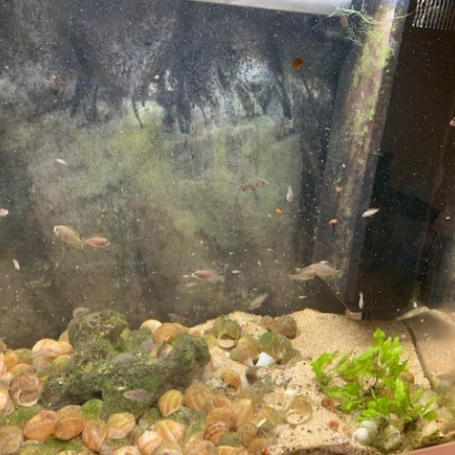 Juwel Lido 120 complet avec poissons