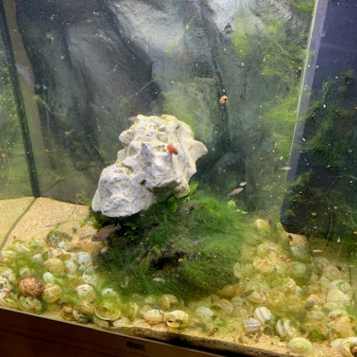 Juwel Lido 120 complet avec poissons