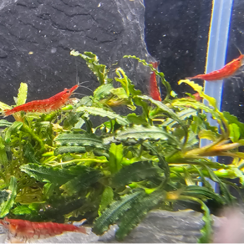 Lot crevettes neocaridina rouge