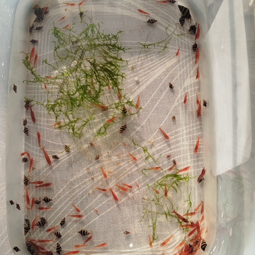 Lot crevettes neocaridina rouge
