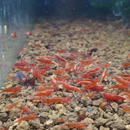 Neocaridina sakura red