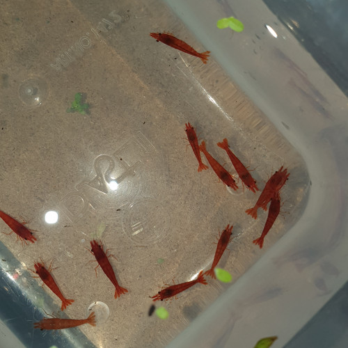 Neocaridina sakura red