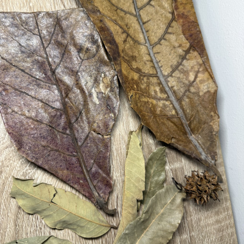 Pack S décoration naturelle pour aquarium biotope