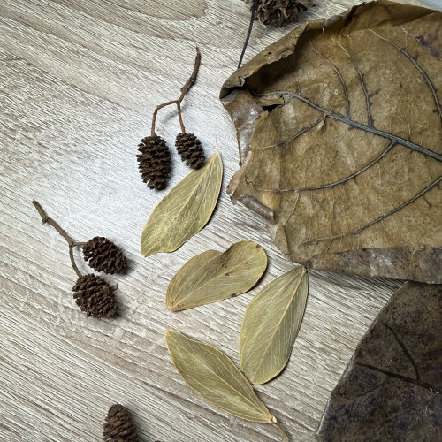 Pack S décoration naturelle pour aquarium biotope