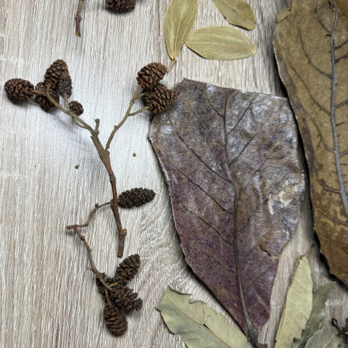 Pack S décoration naturelle pour aquarium biotope