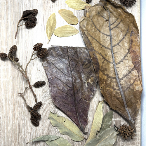 Pack S décoration naturelle pour aquarium biotope