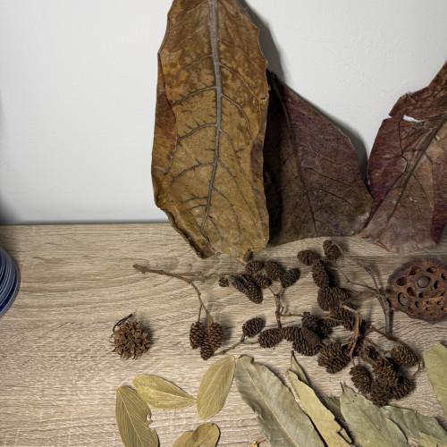 Pack M décoration naturelle pour aquarium biotope