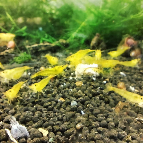 crevettes yellow king kong YKK caradina