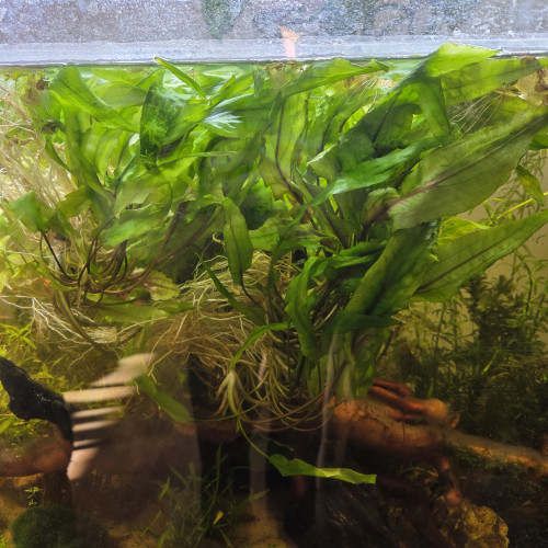 Boutures plantes aquarium