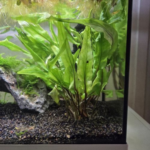 Boutures plantes aquarium