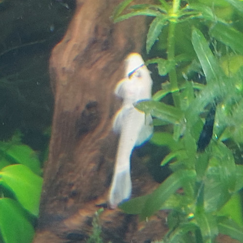 Ancistrus snow white extra blanc