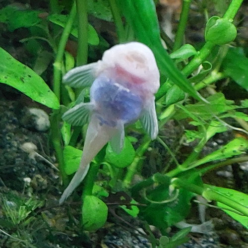 Ancistrus snow white extra blanc