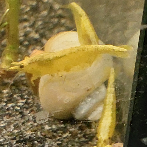 Crevettes yellow neon