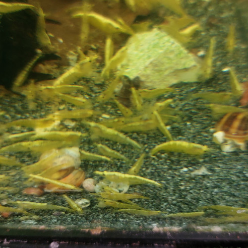 Crevettes yellow neon