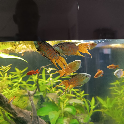 Donne  Macropode opercularis