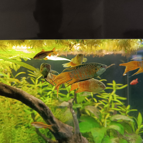 Donne  Macropode opercularis