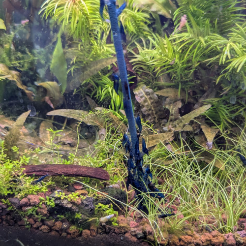 Crevette  red chéri et bleu velvet