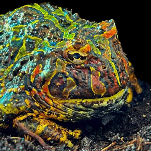 Recherche une grenouille taureaux africain juvénile mâle