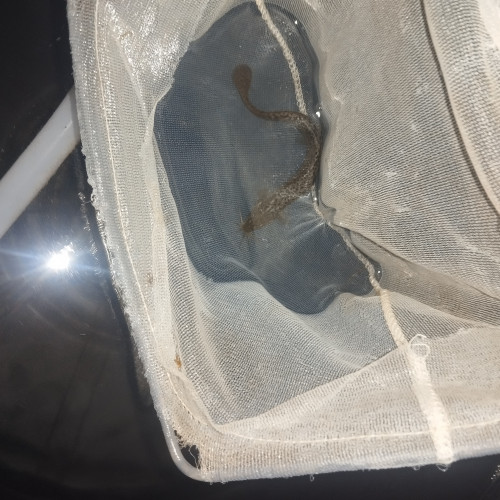 Misgurnus loche baromètre