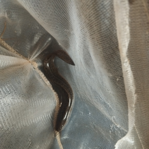 Misgurnus loche baromètre