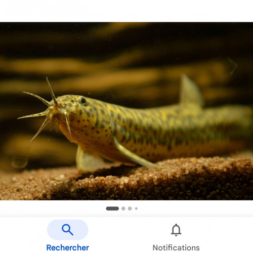 Misgurnus loche baromètre