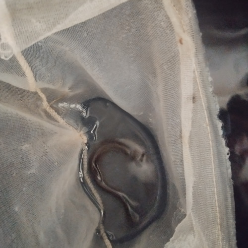 Misgurnus loche baromètre