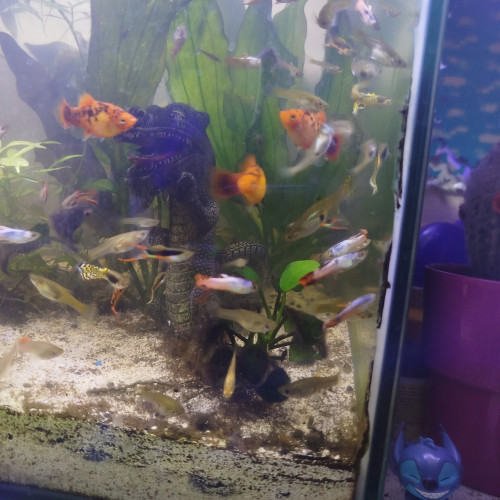 Dons poissons guppys platy crevettes