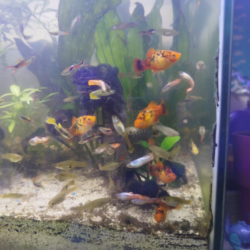 Dons poissons guppys platy crevettes