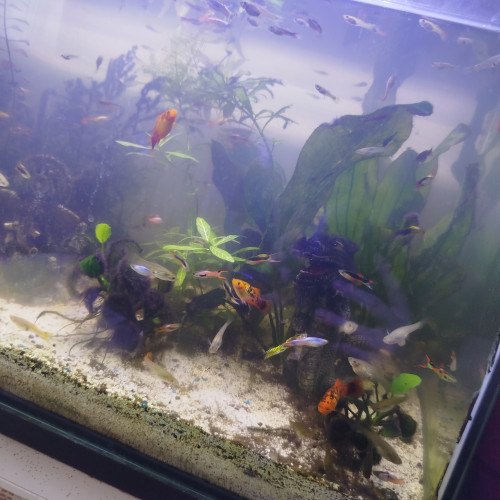 Dons poissons guppys platy crevettes