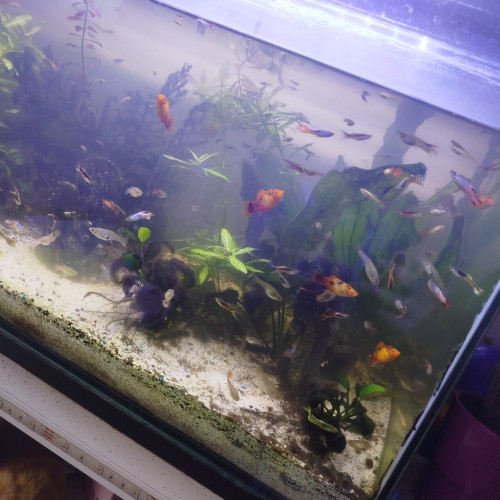 Dons poissons guppys platy crevettes