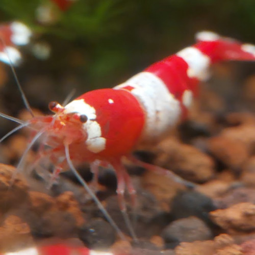 Caridina Crystal Red (CRS) lot de 12 + 2 (sur sol neutre et/ou sol technique)