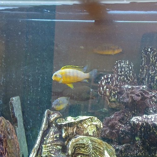 pseudotropheus tropheops magunga ciclides malawi