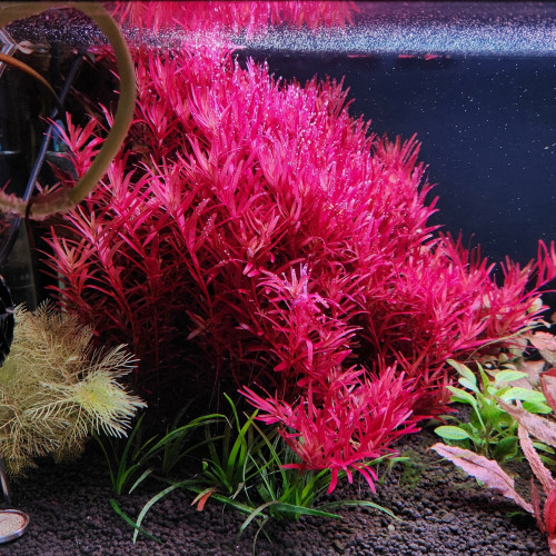 Rotala blood red SGV