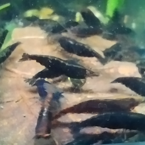Neocaridina davidi Blue Velvet foncées reflet rusty