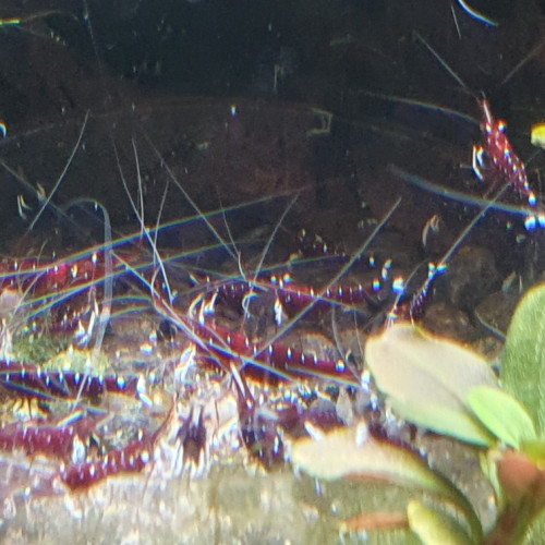 Caridina dennerli sulawesi