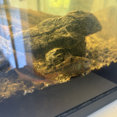 Don pélco et corydoras