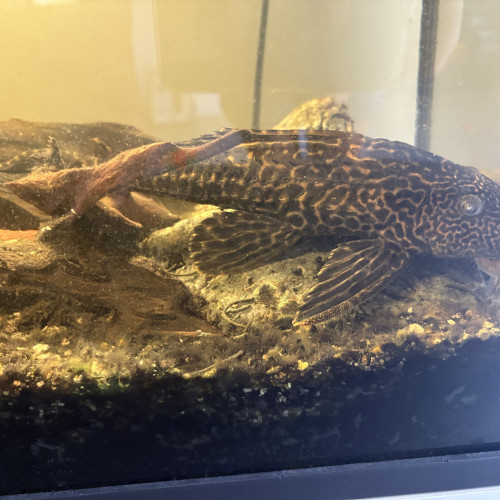 Don pélco et corydoras