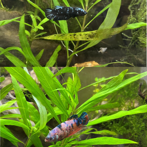 Don poissons (bettas splendens, L129, crevettes, rasbora, tanichthys)