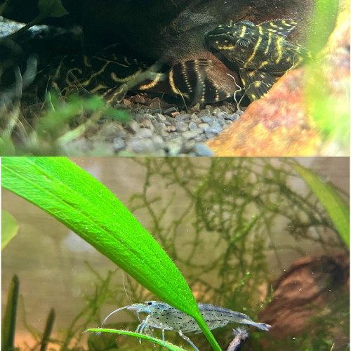 Don poissons (bettas splendens, L129, crevettes, rasbora, tanichthys)