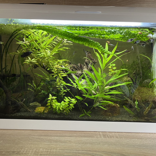 Don poissons (bettas splendens, L129, crevettes, rasbora, tanichthys)